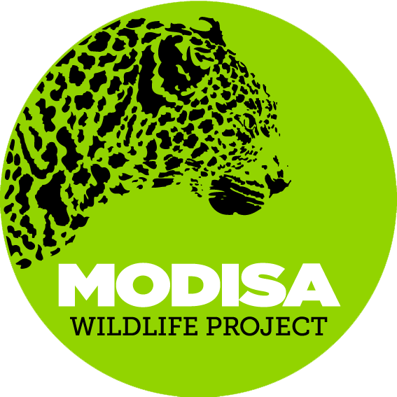 Modisa Wildlife Project